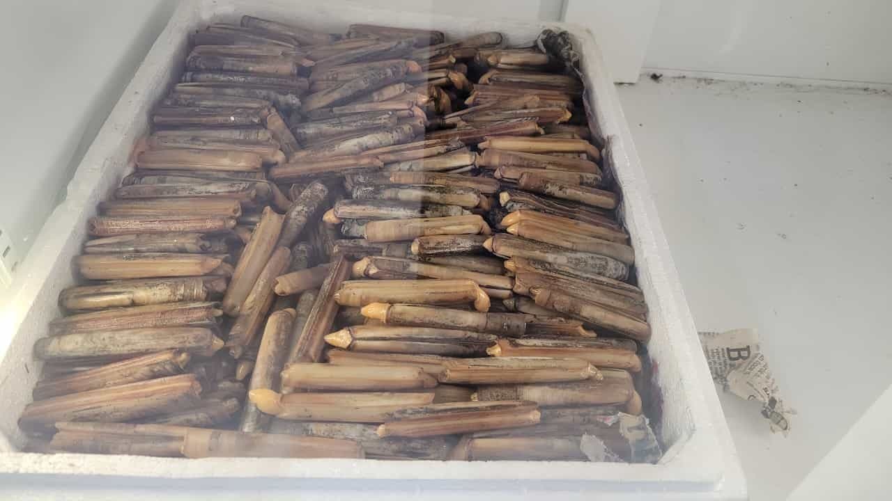 Sülünez Yemi Nedir? Marmara Levreklerinin Vazgeçilmez Yemi Sülünez Yemi Nedir? Marmara Levreklerinin Vazgeçilmez Yemi